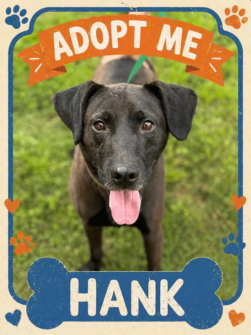 A young large-sized male Black Labrador Retriever dog named Hank for adoption in Bowie, TX