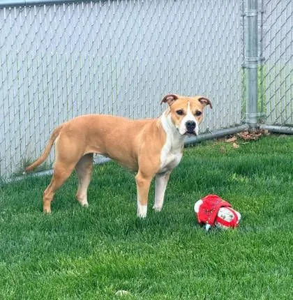 Stella
