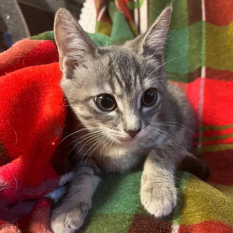 A baby small-sized female Gray / Blue / Silver Domestic Short Hair cat named Gretel for adoption in Waldorf, MD