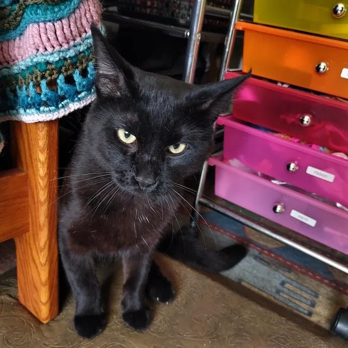 An adult large-sized male Black Domestic Short Hair cat named Andrew for adoption in Denver, CO