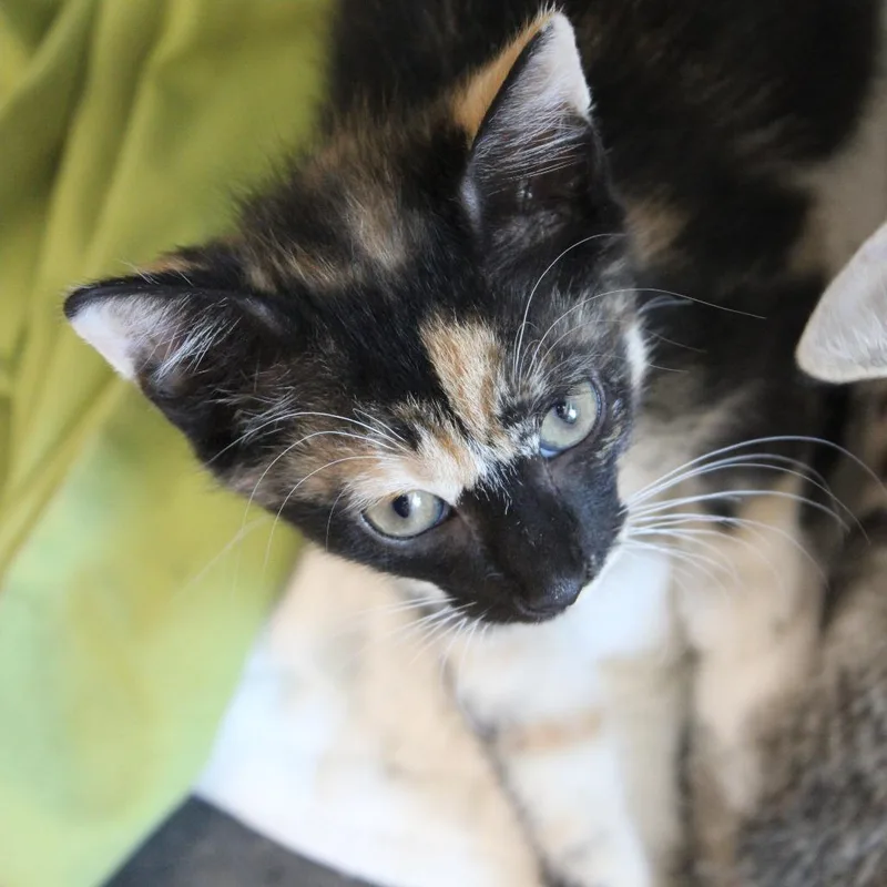 A baby small-sized female Tortoiseshell Domestic Short Hair cat named Mrs. Puff for adoption in Cleveland, MS