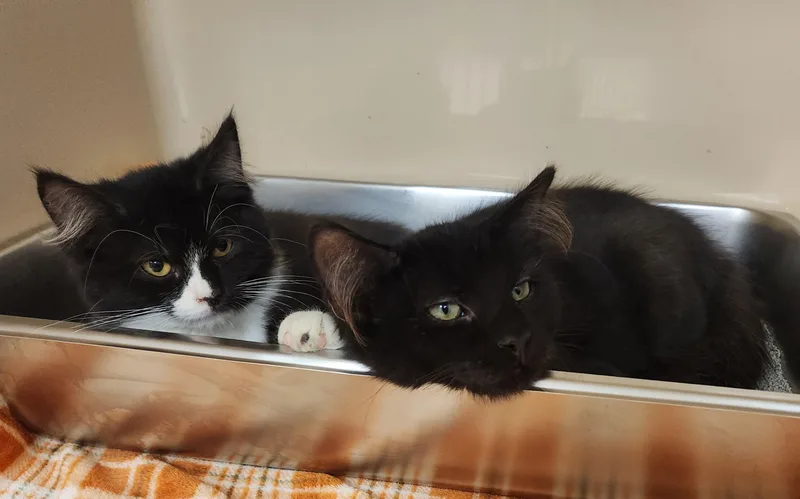 A baby medium-sized male Black Domestic Short Hair cat named Virgo and Sagittarius for adoption in Clayton, NJ
