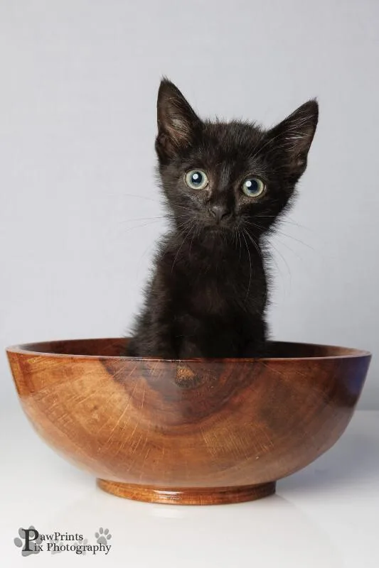 A young medium-sized male Black Domestic Short Hair cat named Felix for adoption in Maryville, TN