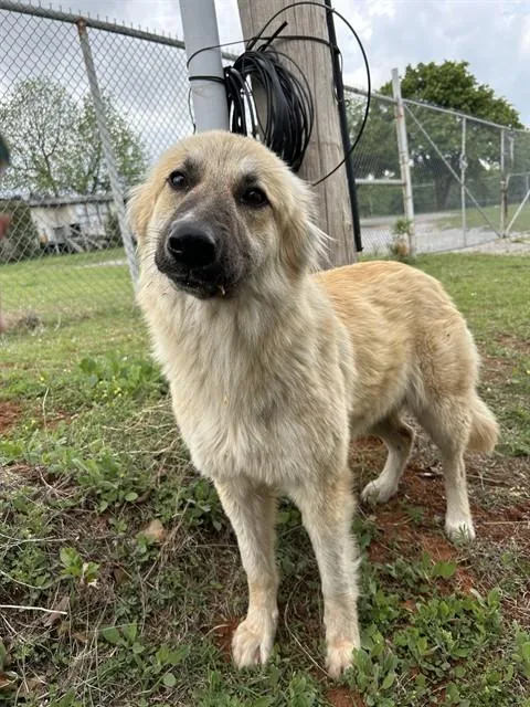 A young medium-sized female Anatolian Shepherd dog named A for adoption in Oklahoma City, OK