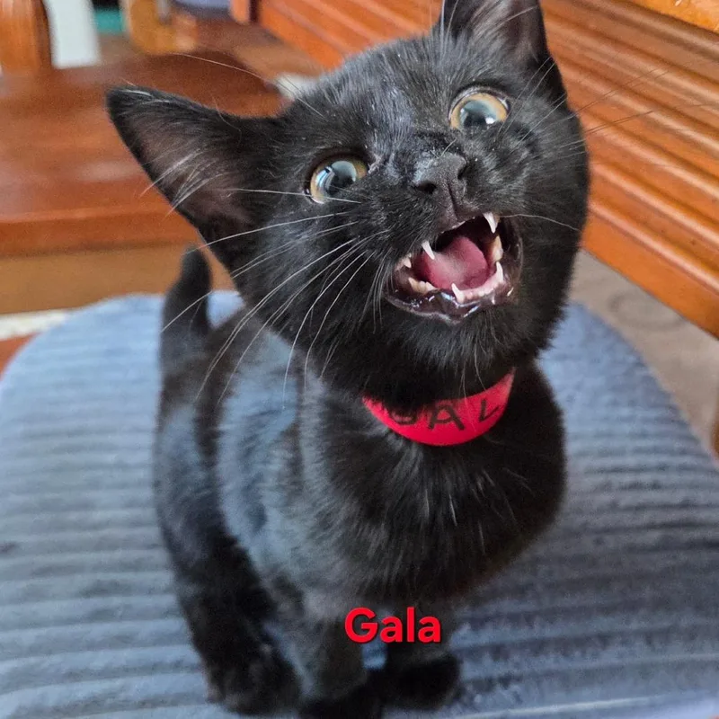 A baby small-sized female Black Domestic Short Hair cat named Gala for adoption in Hamburg, NY