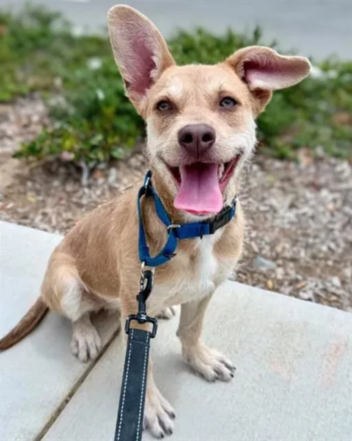 A young small-sized female Terrier dog named Blossom for adoption in Chula Vista, CA