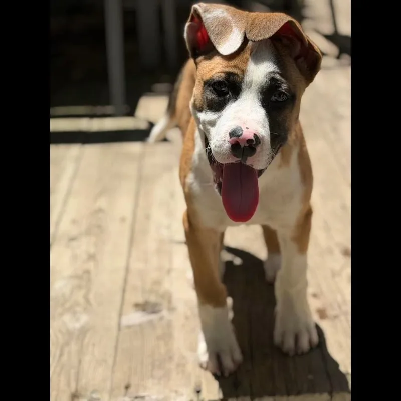 A baby medium-sized male Tricolor (Brown, Black, & White) Boxer dog named Uber for adoption in Midlothian, VA