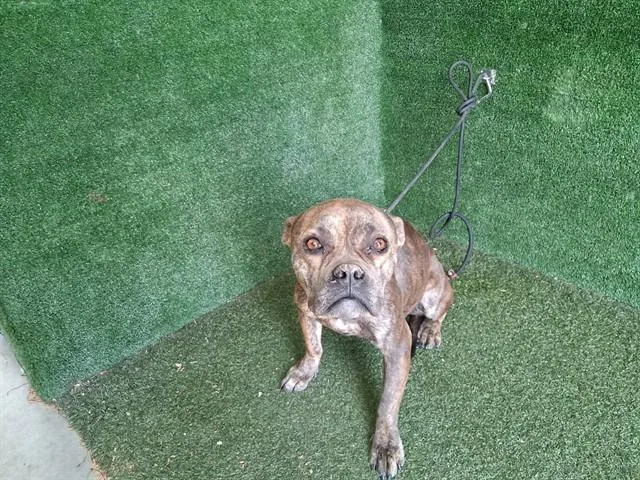 A young medium-sized female French Bulldog dog named Bambi for adoption in Lancaster, CA