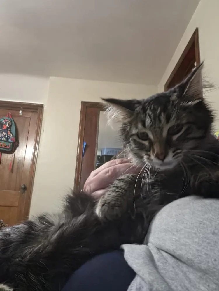 A baby small-sized female Domestic Short Hair cat named Spark for adoption in Lincoln Park, MI