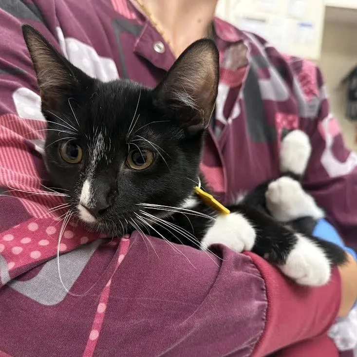 A young medium-sized male Black Domestic Short Hair cat named Hampton for adoption in Springfield, MA