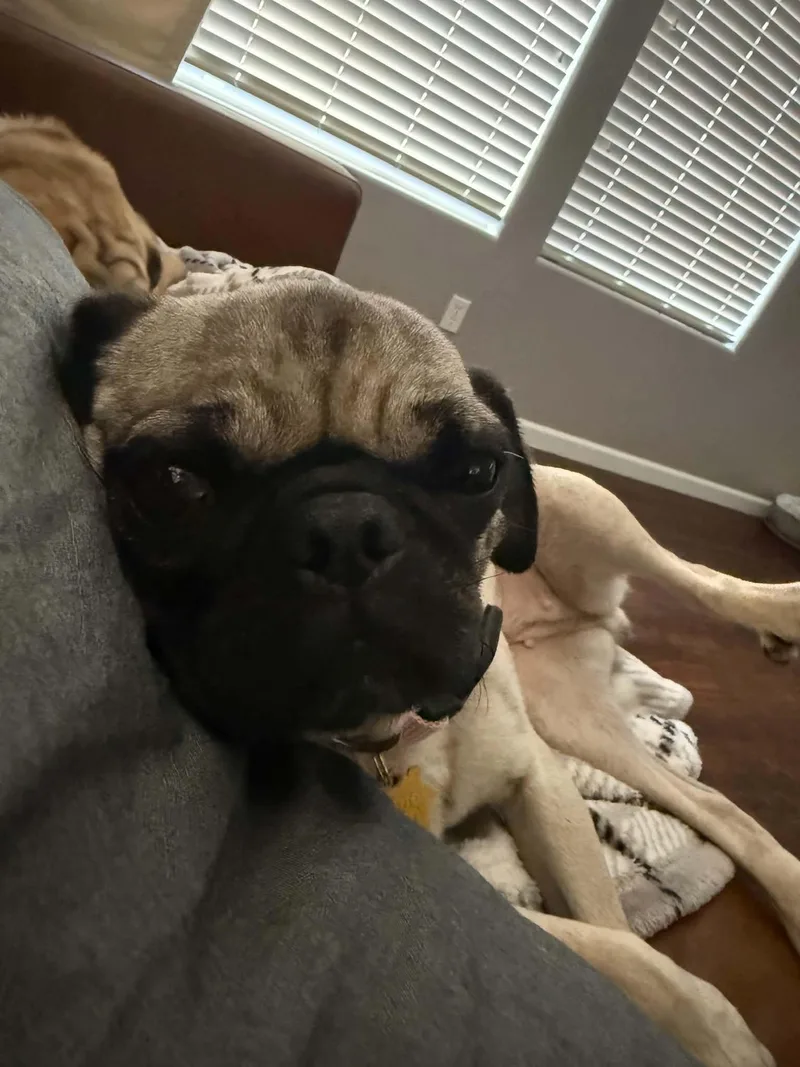 Rosie