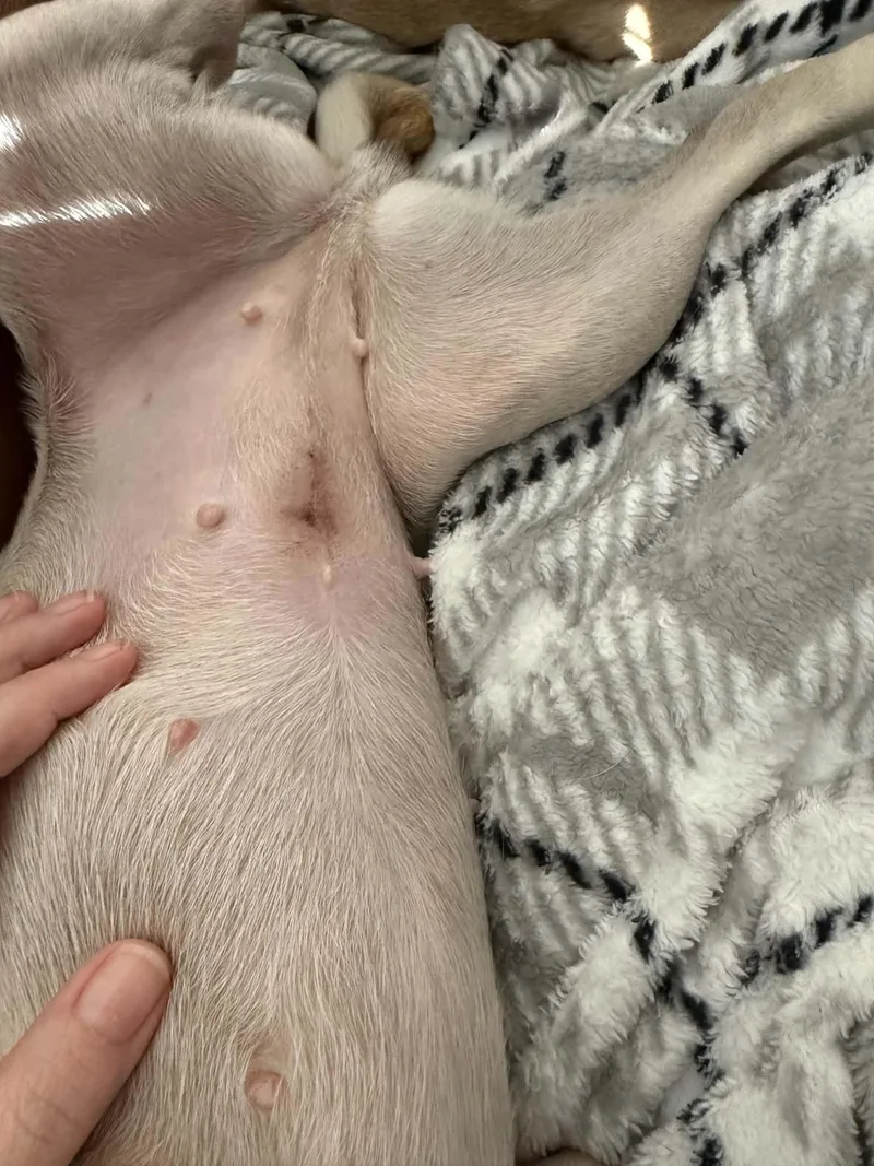 Rosie thumbnail 3
