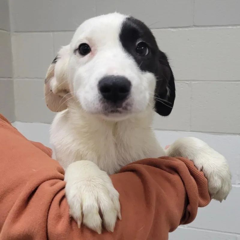 A baby small-sized female White / Cream Mixed Breed dog named Zulu for adoption in Grand Rapids, MI
