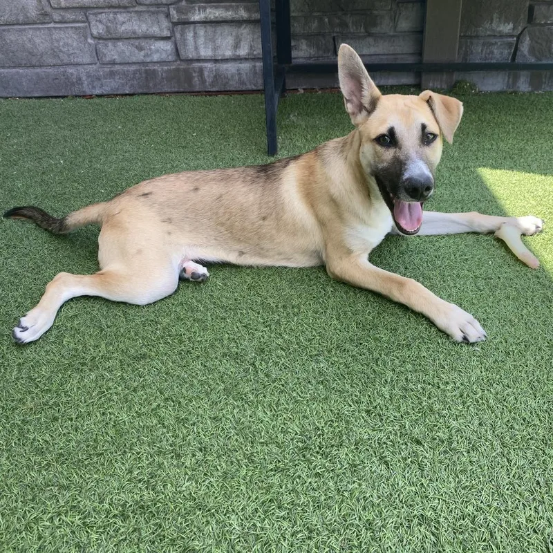 Moon Aka Goose thumbnail 2