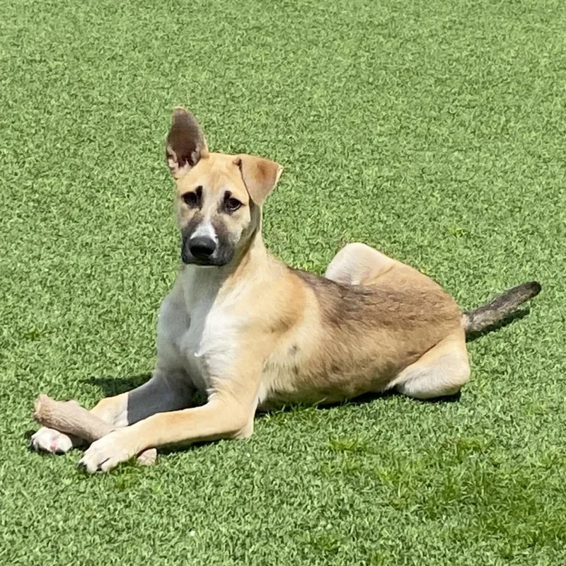 Moon Aka Goose thumbnail 3