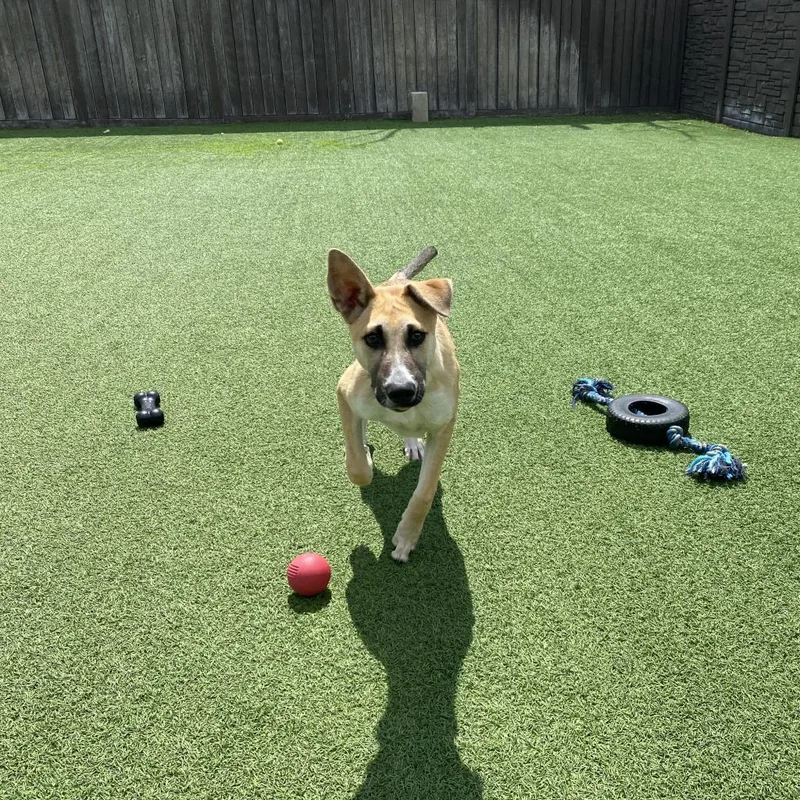 Moon Aka Goose thumbnail 4