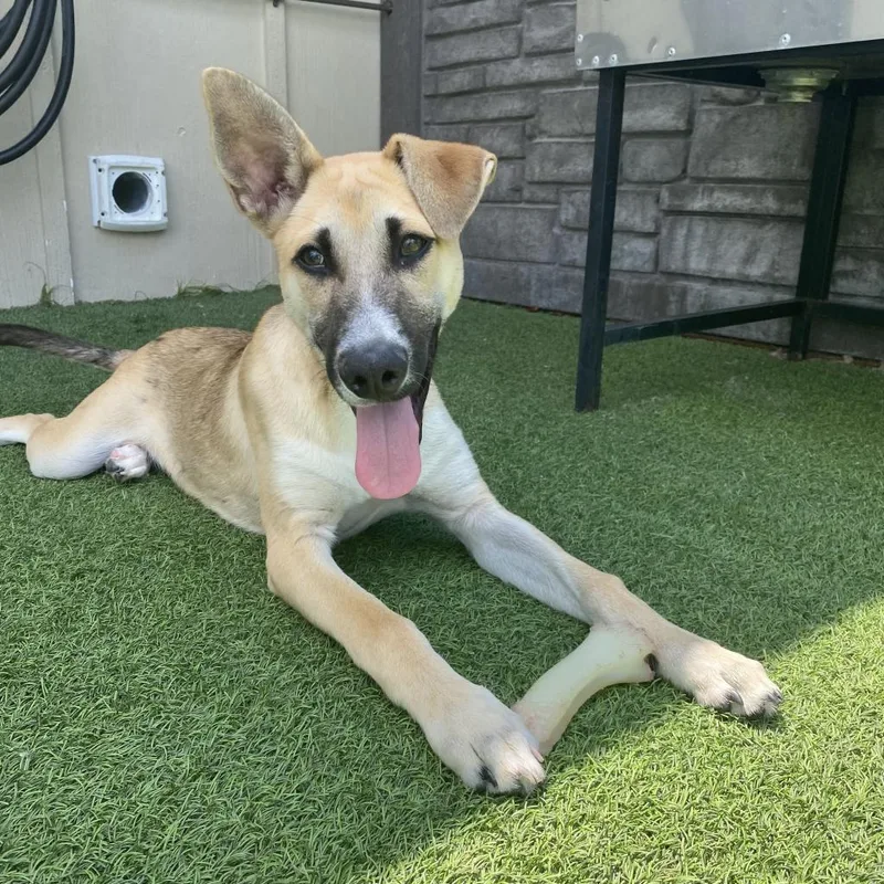 Moon Aka Goose thumbnail 5