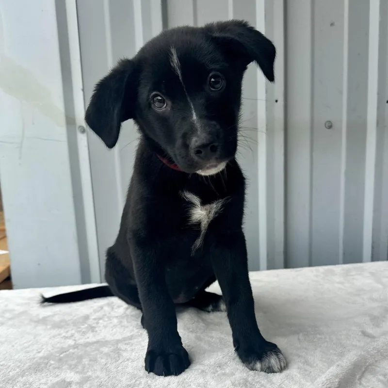 A baby small-sized female Black Australian Cattle Dog / Blue Heeler dog named Oreo PR for adoption in Union, MO