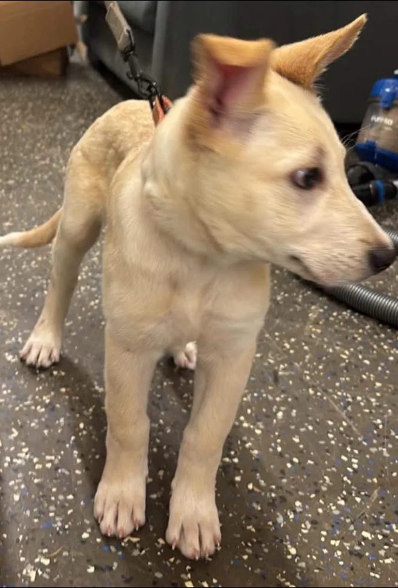A baby large-sized female White / Cream White German Shepherd dog named Winter for adoption in Greeneville , TN