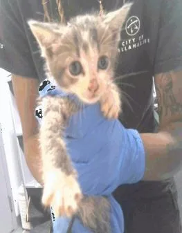 A baby small-sized male Domestic Short Hair cat named Stanky for adoption in Largo, FL