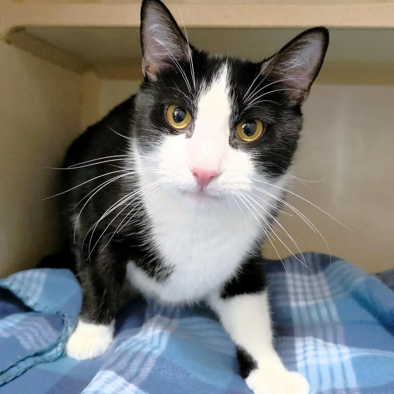 Midnight thumbnail 2