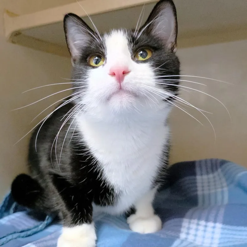 Midnight thumbnail 3