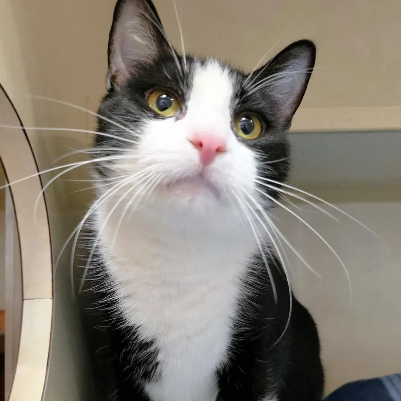 Midnight thumbnail 4