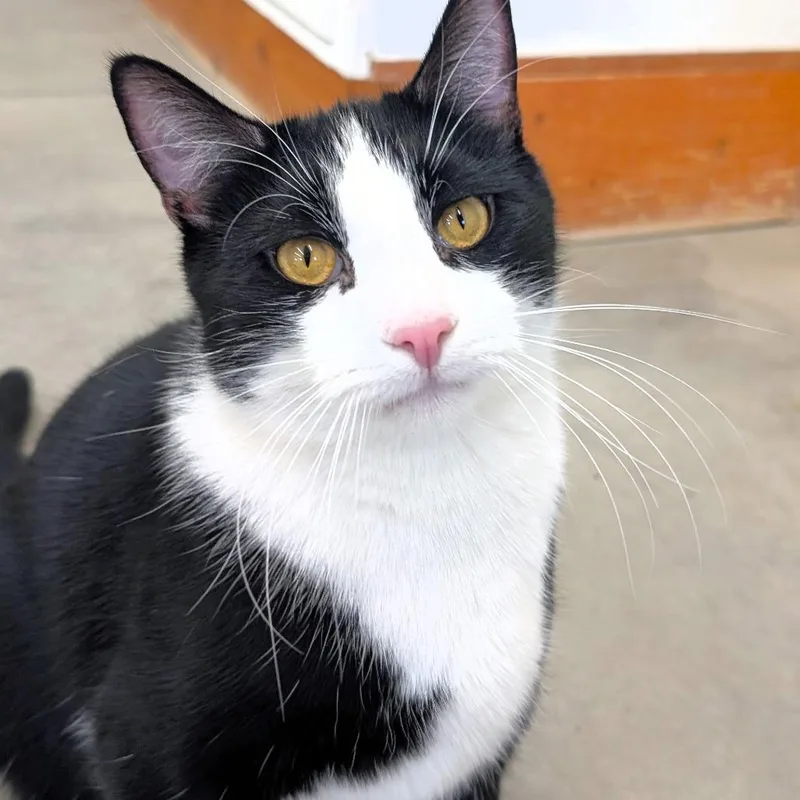 Midnight thumbnail 6