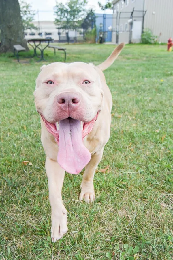 An adult large-sized male American Staffordshire Terrier dog named Thad for adoption in Des Moines, IA