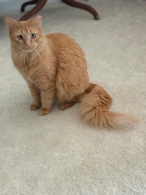 A young medium-sized male Domestic Medium Hair cat named Ambrose for adoption in Herndon, VA