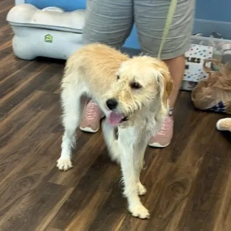 A young medium-sized female Yellow / Tan / Blond / Fawn Mixed Breed dog named Polly for adoption in Jeffersonville, IN
