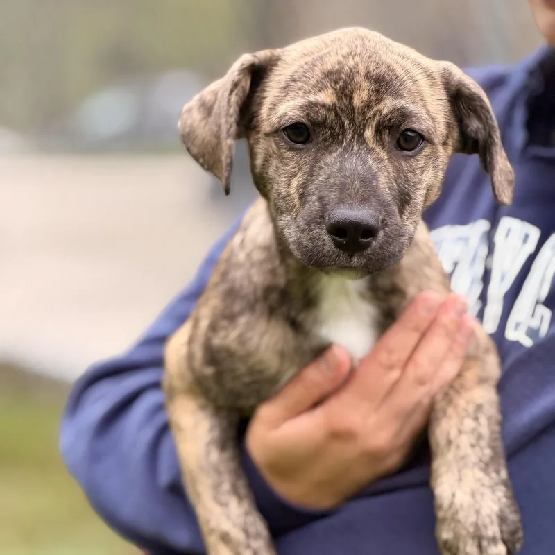 A baby medium-sized female Brindle Australian Shepherd dog named Tierra for adoption in Sparta, NJ