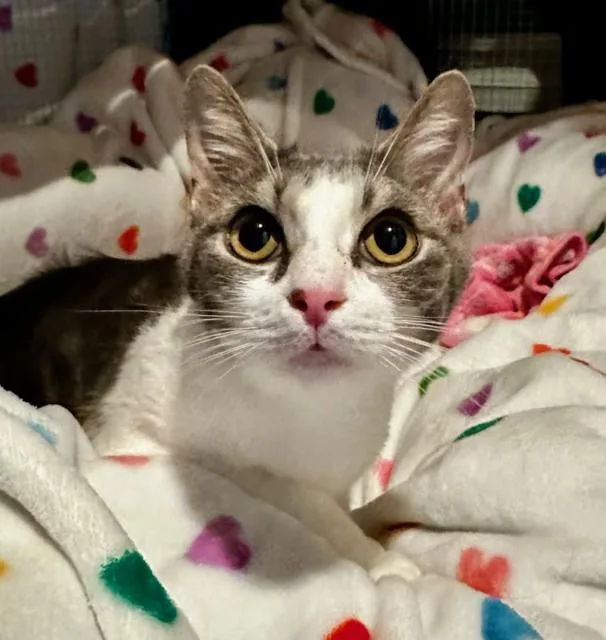 A young medium-sized female American Shorthair cat named Zoe for adoption in Bristow, VA