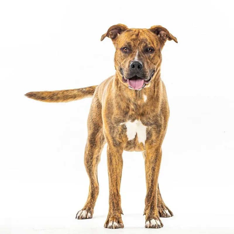 An adult large-sized male Brown / Chocolate Mixed Breed dog named Chunkers for adoption in Reno, NV