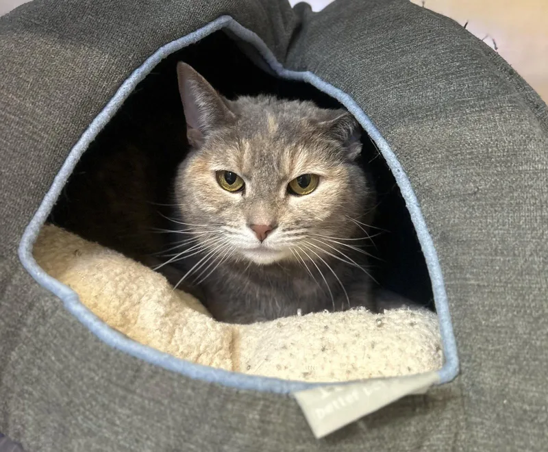 An adult large-sized female Domestic Short Hair cat named Hazel for adoption in Arlington, VT