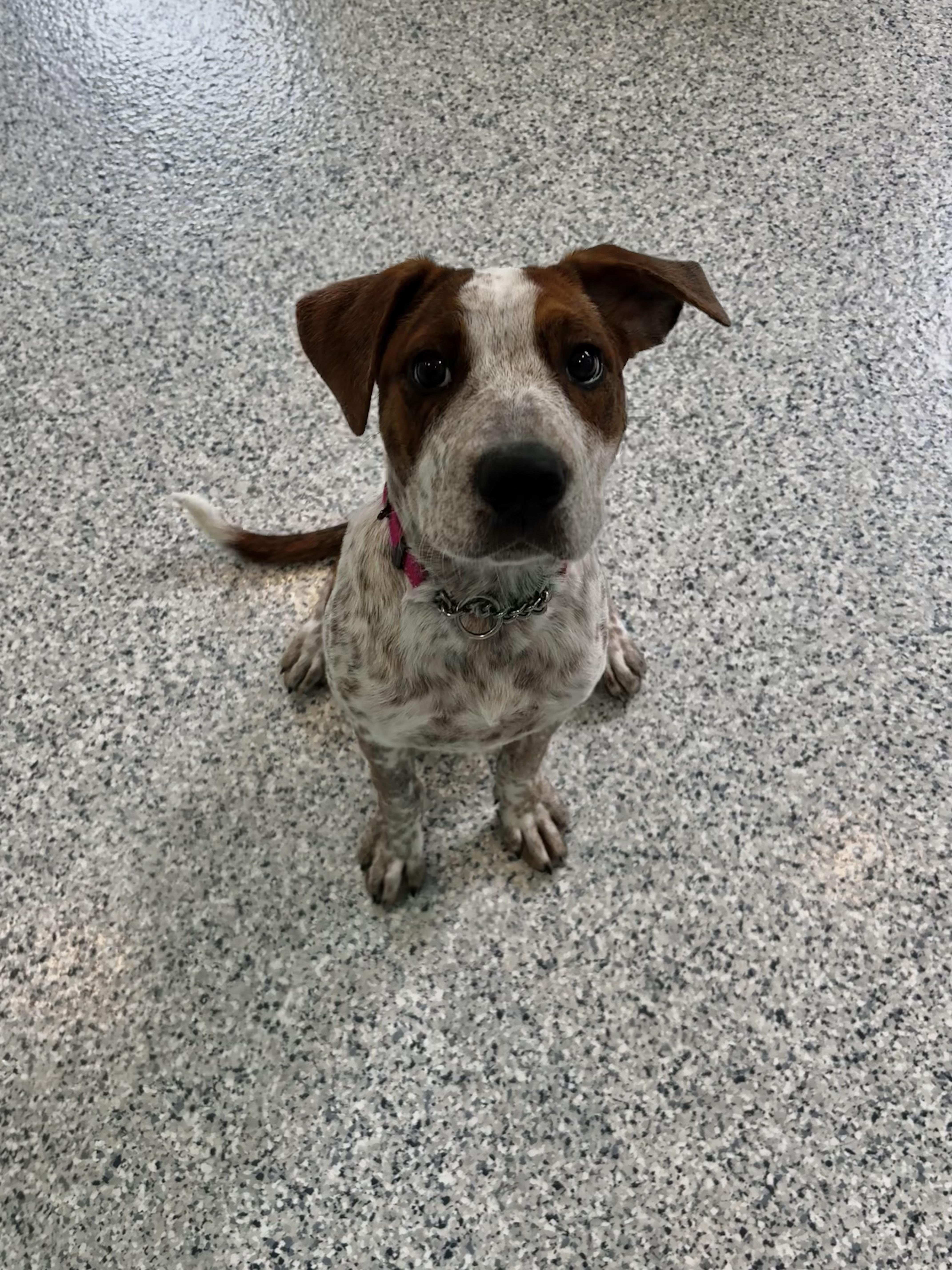 A young large-sized female Brindle American Bulldog dog named Loretta for adoption in Hutchinson, MN