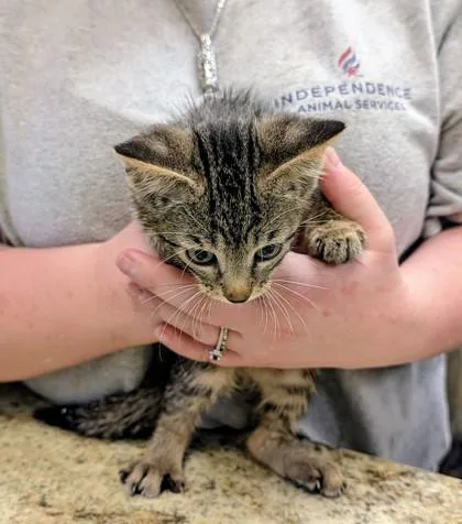 A baby small-sized male Domestic Short Hair cat named Burlington Coat Factory for adoption in Independence, MO