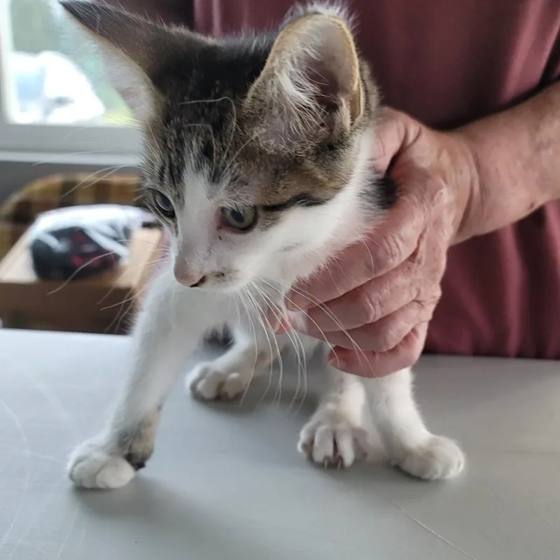 A baby small-sized male Brown / Chocolate Domestic Medium Hair cat named Fernando for adoption in Mondovi, WI