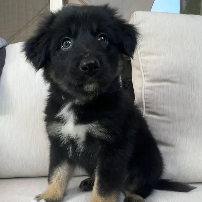 A baby medium-sized male Tricolor (Brown, Black, & White) Australian Shepherd dog named Cosmo for adoption in Fort Collins, CO