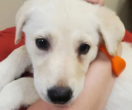 A young large-sized female Great Pyrenees dog named Carina for adoption in Kansas City, MO