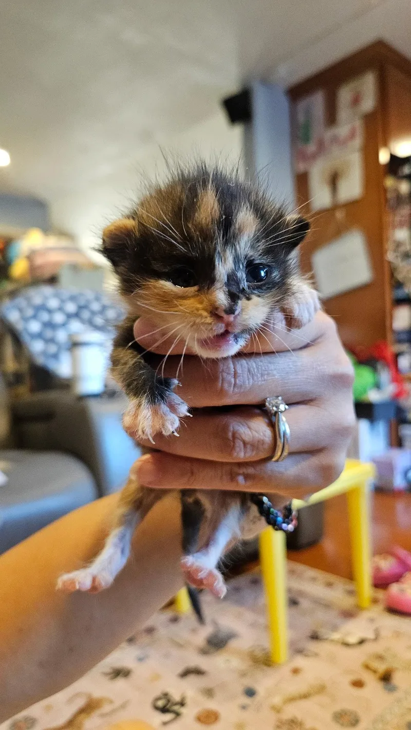 A baby medium-sized female Domestic Short Hair cat named Sadie for adoption in Fremont, CA