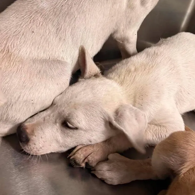 A baby small-sized female White / Cream Cattle Dog dog named Tootsie for adoption in Bastrop, TX