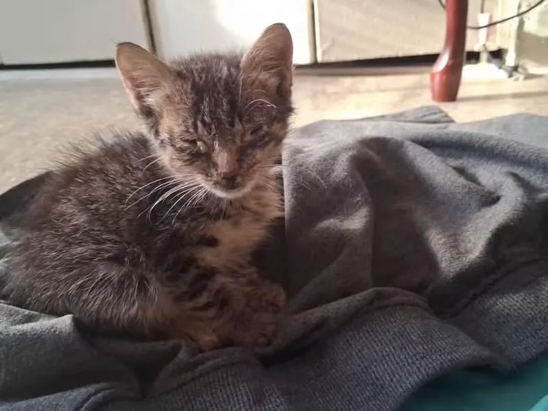 A baby small-sized male Tabby cat named Eden for adoption in Newark, NJ