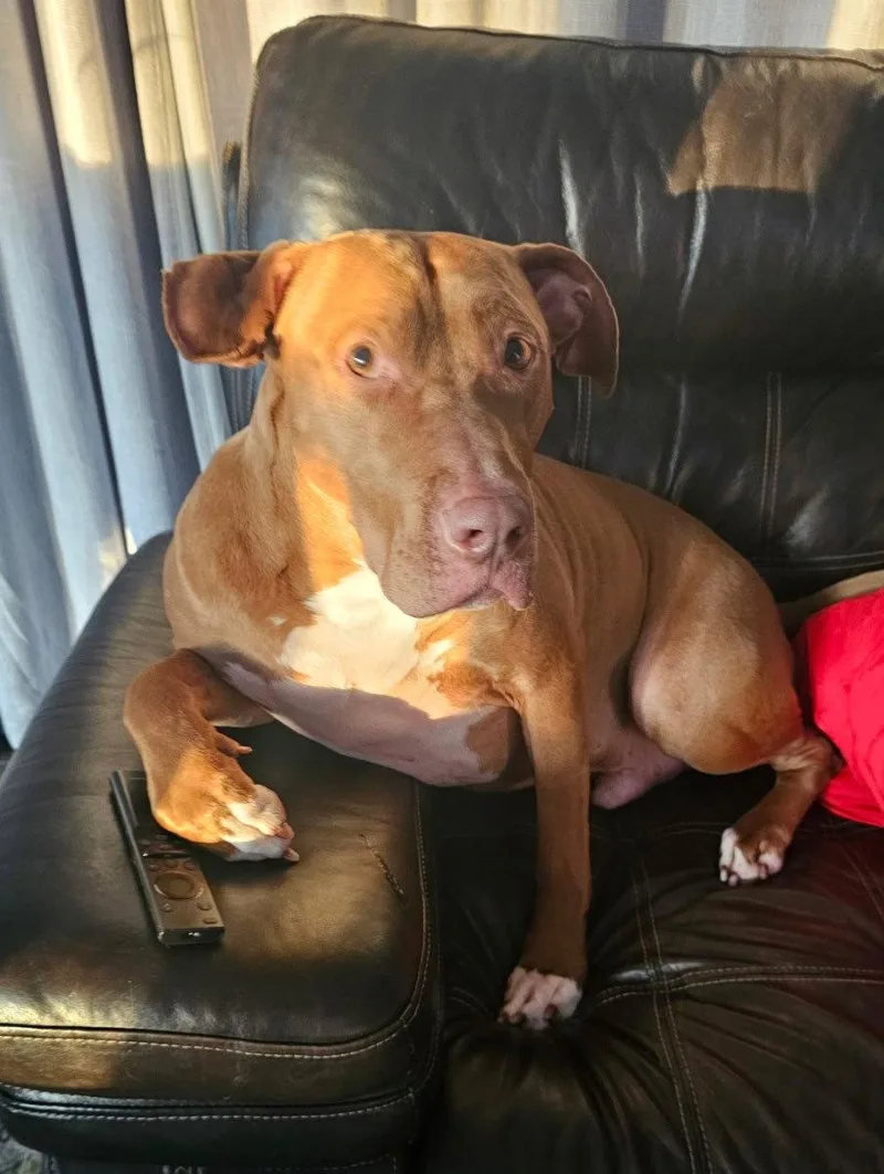 An adult large-sized male Pit Bull Terrier dog named Caesar for adoption in Wheaton, IL