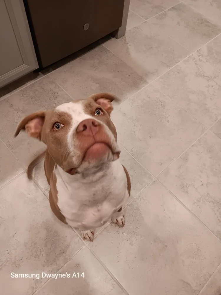 An adult large-sized female American Staffordshire Terrier dog named Nandi for adoption in Orlando, FL