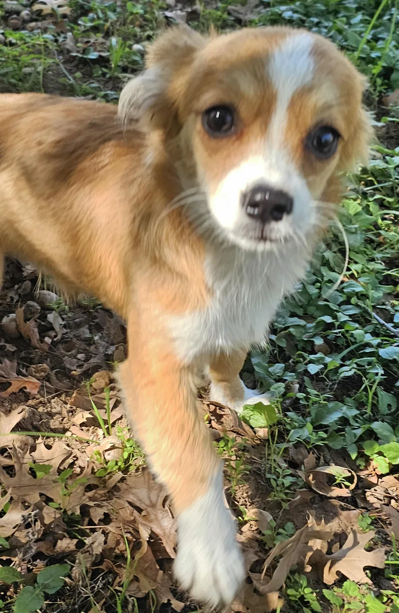 A baby small-sized female White / Cream Chiweenie dog named Lark for adoption in Dallas, TX