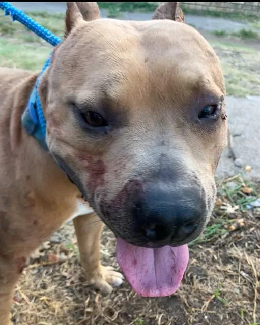 A young medium-sized male Mixed Breed dog named Dan for adoption in Dallas, TX