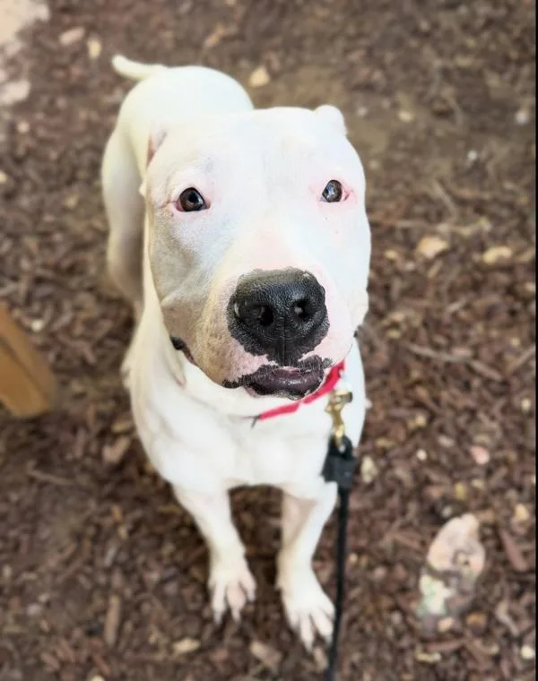 A young medium-sized male Pit Bull Terrier dog named Xavier for adoption in San Diego, CA