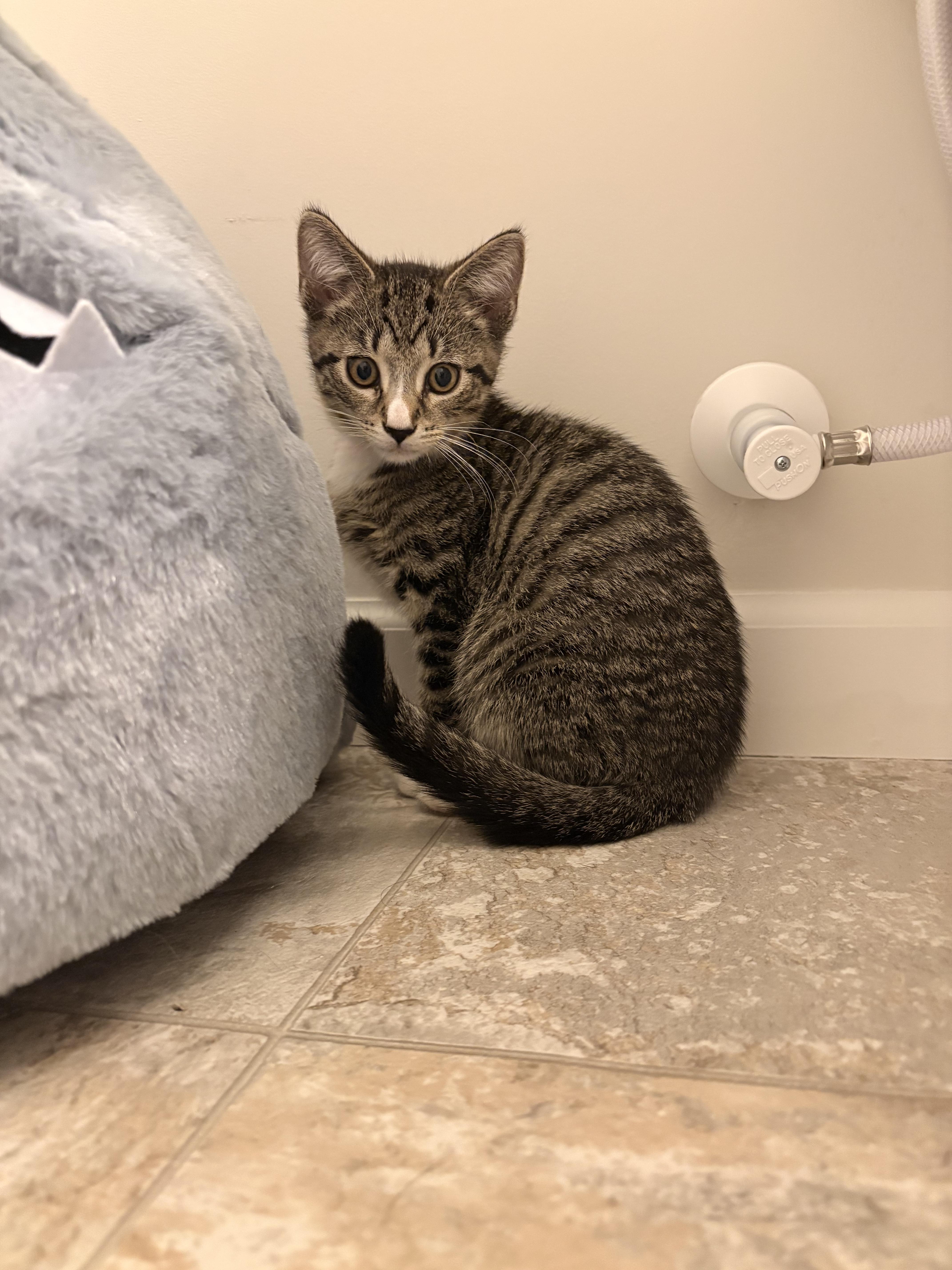 A baby medium-sized male Tabby (Brown / Chocolate) Domestic Short Hair cat named Orange for adoption in Columbus, OH