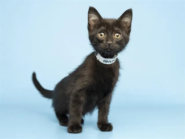A baby small-sized female Domestic Short Hair cat named Charli for adoption in Phoenix, AZ